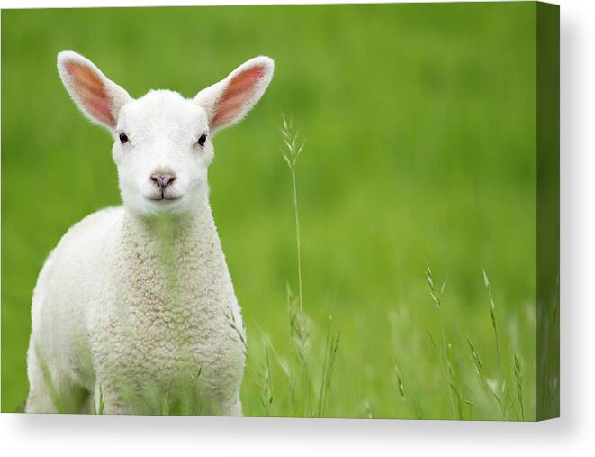 Grass Canvas Print featuring the photograph Lamb In A Meadow by Robas