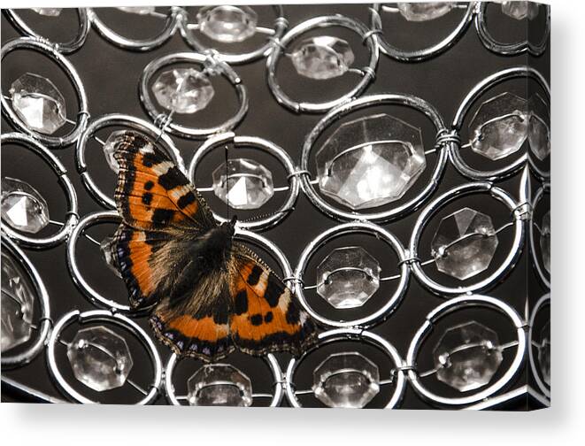 Short Tortoiseshell Butterfly Canvas Print featuring the photograph Landed by Martina Fagan