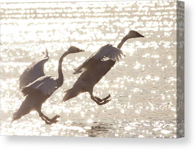 Wildlife Canvas Print featuring the photograph Landing by Inge Riis McDonald