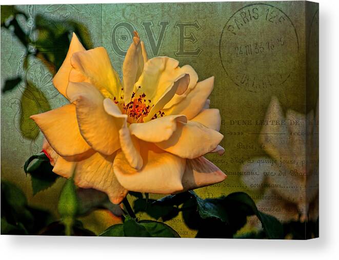 Flower Canvas Print featuring the photograph Language of The Heart - Rose by HH Photography of Florida