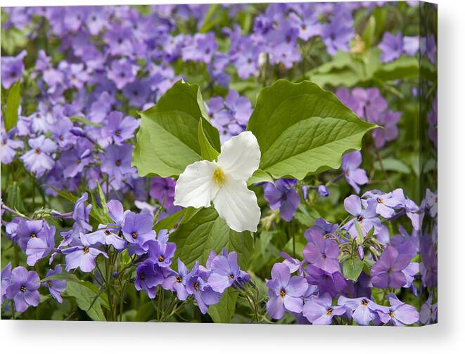 535831 Canvas Print featuring the photograph Large-flowered Trillium Great Smoky Mts by Steve Gettle