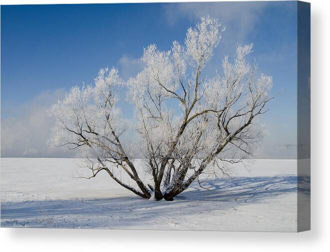 Ontario Canvas Print featuring the photograph Large Tree with Hoar Frost. Remic Rapids. by Rob Huntley