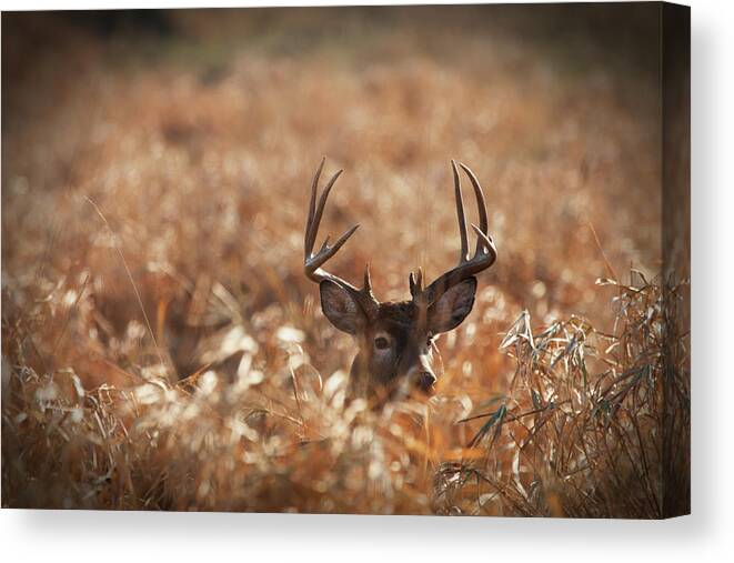 Rutting Canvas Print featuring the photograph Large Trophy Size Whitetail Buck In by Jimkruger