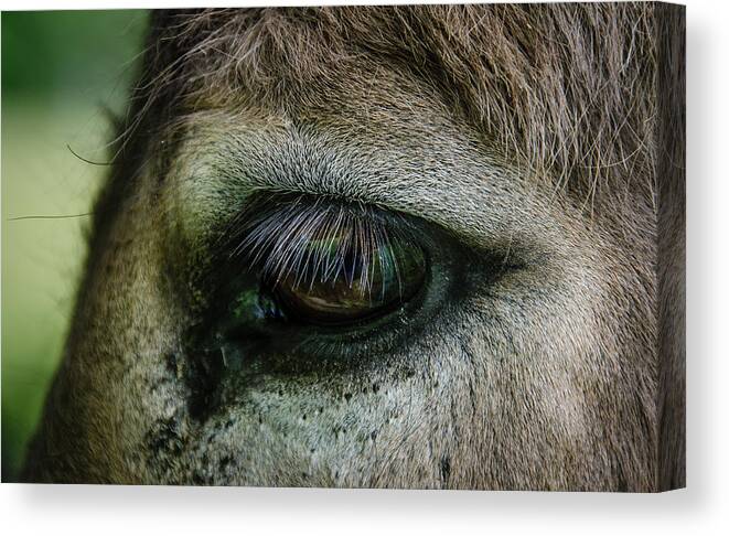 Such Beautiful Eyes On Such A Humble Creature. This Donkey Snuck Up Behind Me While I Was Photographing An Elusive Curley-horned Ram. He Was Happy To Pose For Me. Canvas Print featuring the photograph Lashes by Jennifer Kano