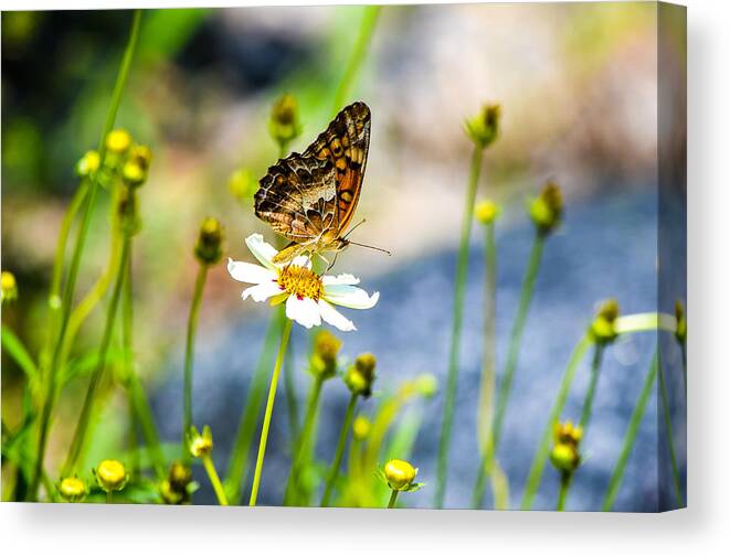Flowers Canvas Print featuring the photograph Last Bloomin Flower by Mary Hahn Ward