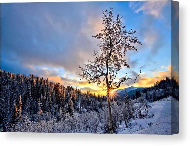 Aspen Canvas Print featuring the photograph Last Breath of Day by David Andersen