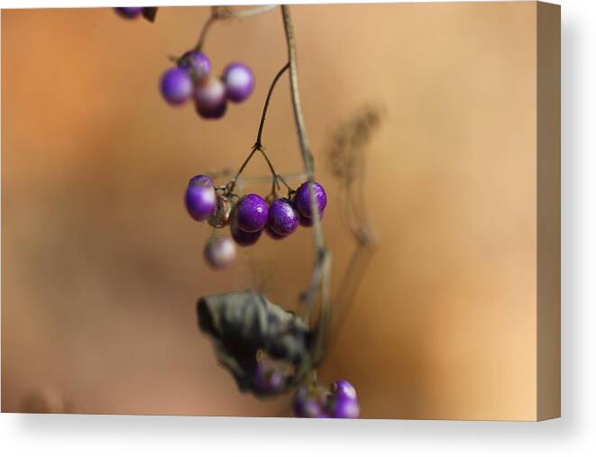 Berries Canvas Print featuring the photograph Last of the Berries by Katherine White