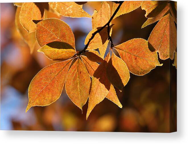 Leaf Canvas Print featuring the photograph Last Show by Juergen Roth