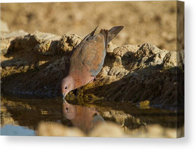 Animal Canvas Print featuring the photograph Laughing Dove (spilopelia Senegalensis) by Photostock-israel