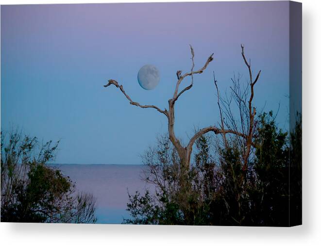 Lavendar Canvas Print featuring the photograph Lavendar Moon by Paula OMalley