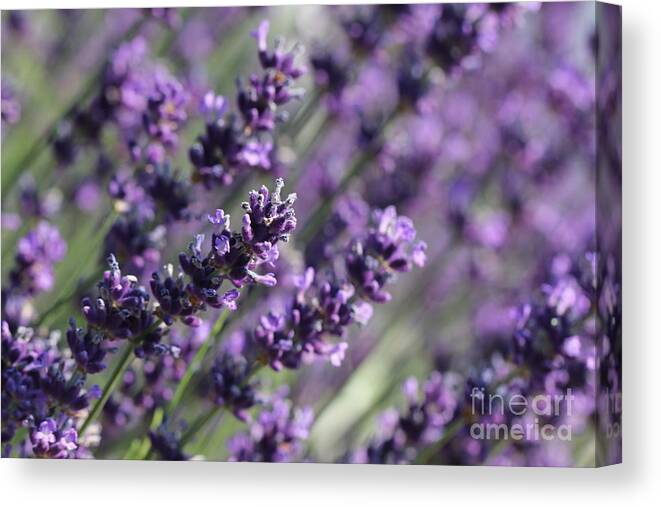 Closeup Canvas Print featuring the photograph Lavender by Amanda Mohler