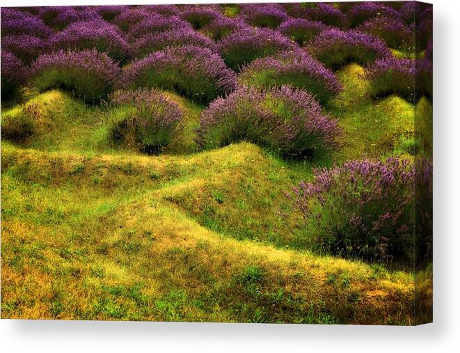 Lavender Canvas Print featuring the photograph Lavender Fields by Michelle Calkins