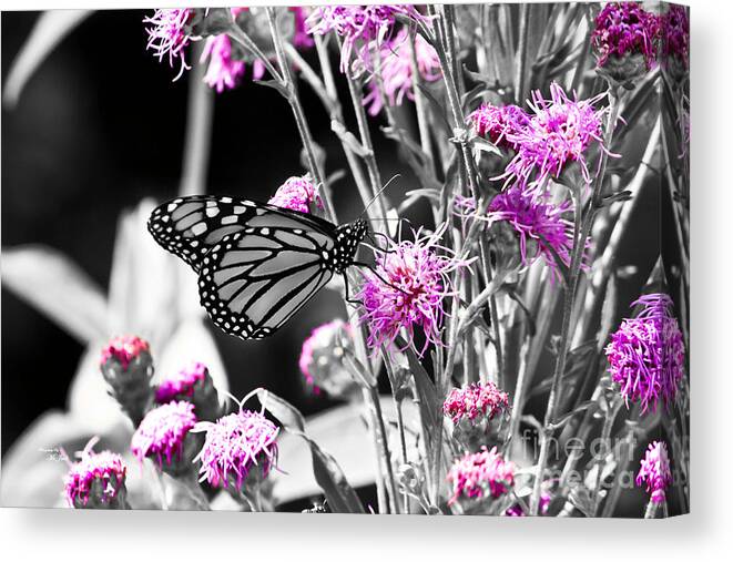 Butterfly Canvas Print featuring the photograph Lavender Flowers by Ms Judi