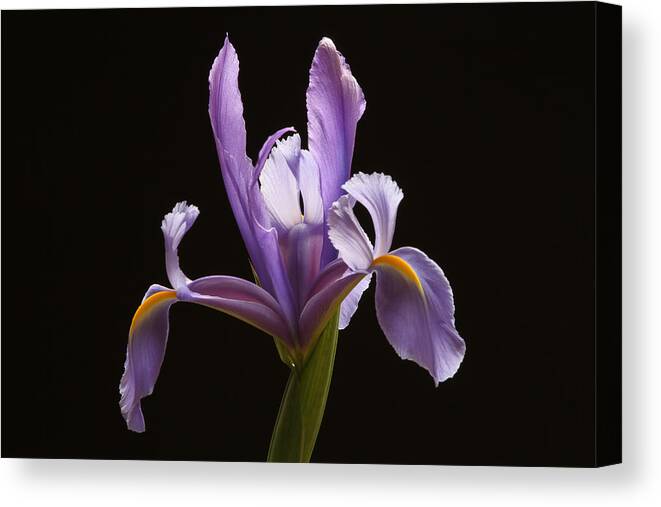 Iris Canvas Print featuring the photograph Lavender Iris by Juergen Roth