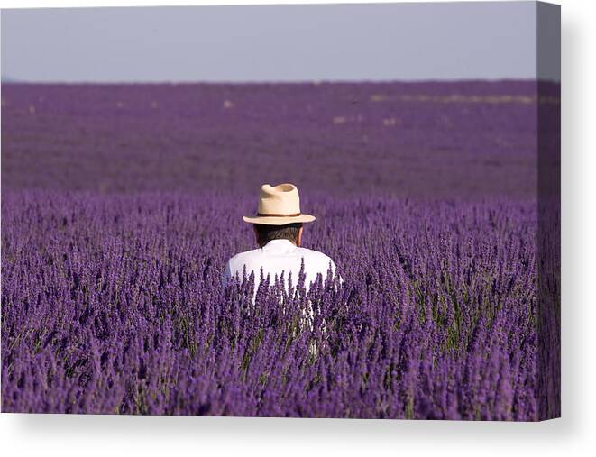 Lavender Canvas Print featuring the photograph Lavender - Provence by Karim SAARI