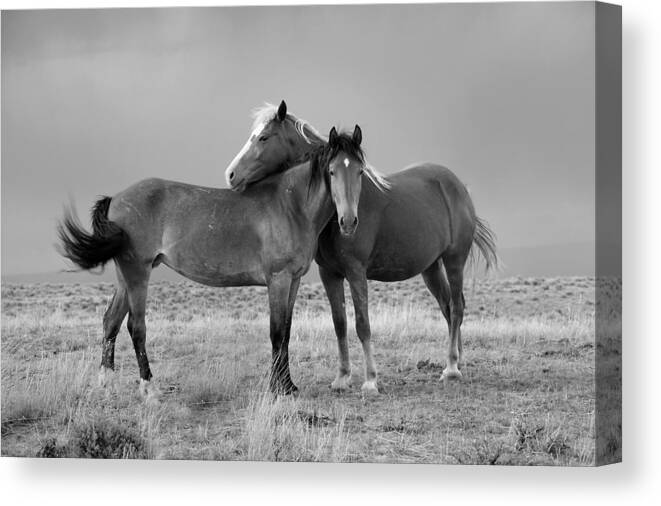 Wild Mustangs Canvas Print featuring the photograph Lean on Me B and W Wild Mustang by Rich Franco