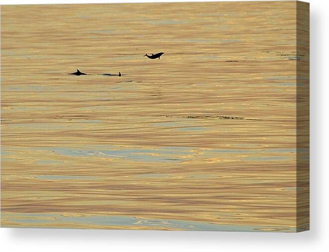 Dolphin Canvas Print featuring the photograph Leaping Dolphin and Golden Sea by Bradford Martin