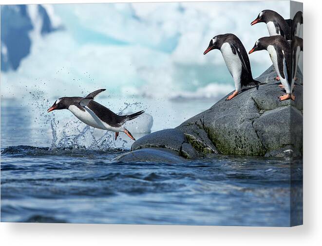 Water's Edge Canvas Print featuring the photograph Leaping Gentoo Penguins, Antarctica by Paul Souders