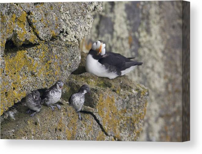 Group Canvas Print featuring the photograph Least Auklets Perched On A Narrow Ledge by Milo Burcham