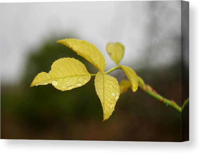 Green Canvas Print featuring the photograph Leaves by Cora Brum