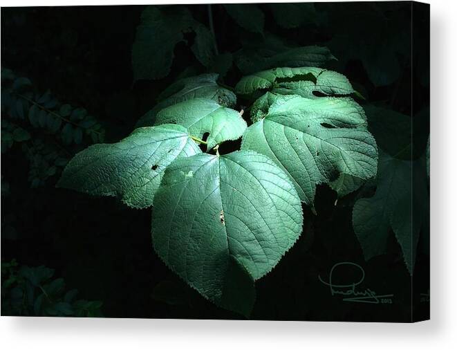 Photography Canvas Print featuring the photograph Leaves in a patch of sunlight by Ludwig Keck