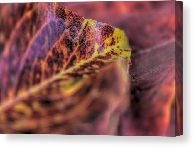 Leaf Canvas Print featuring the photograph Leaves by Marta Cavazos-Hernandez