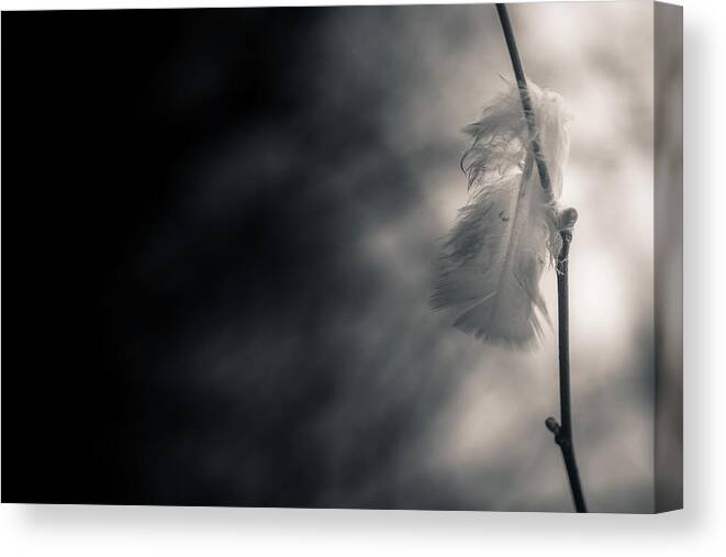 Feather Canvas Print featuring the photograph Left Behind by Hatcat Photography