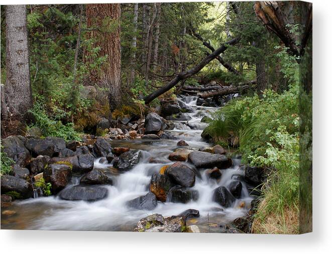 Creek Canvas Print featuring the photograph Lehman Creek in Great Basin National Park by Rick Pisio