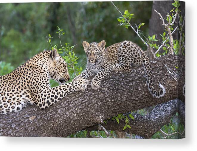Nis Canvas Print featuring the photograph Leopard And Cub Masai Mara Kenya by Andrew Schoeman