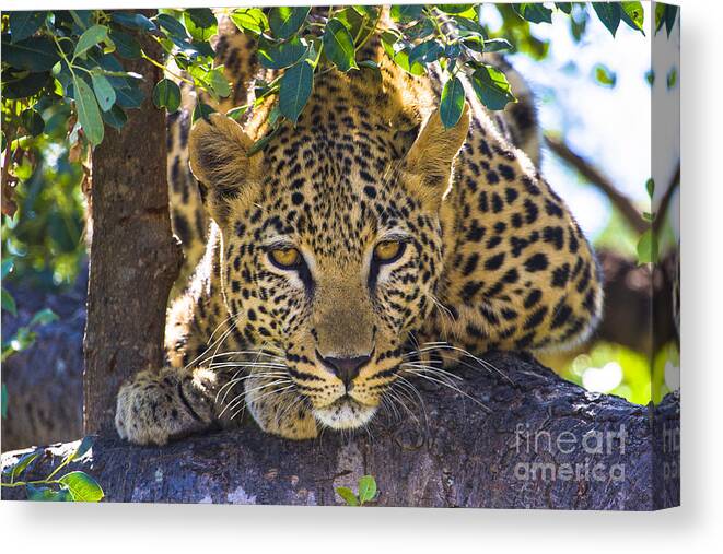 Tshukudu Canvas Print featuring the photograph Leopard in Tree by Jennifer Ludlum