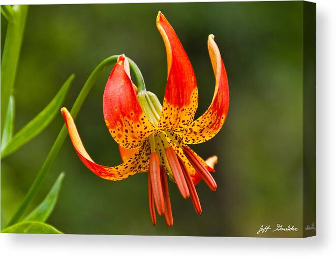 Beauty In Nature Canvas Print featuring the photograph Leopard Lily in Bloom by Jeff Goulden
