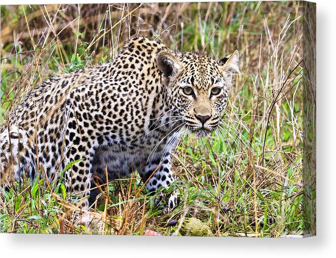 Leopard Canvas Print featuring the photograph Leopard Stare by Jennifer Ludlum