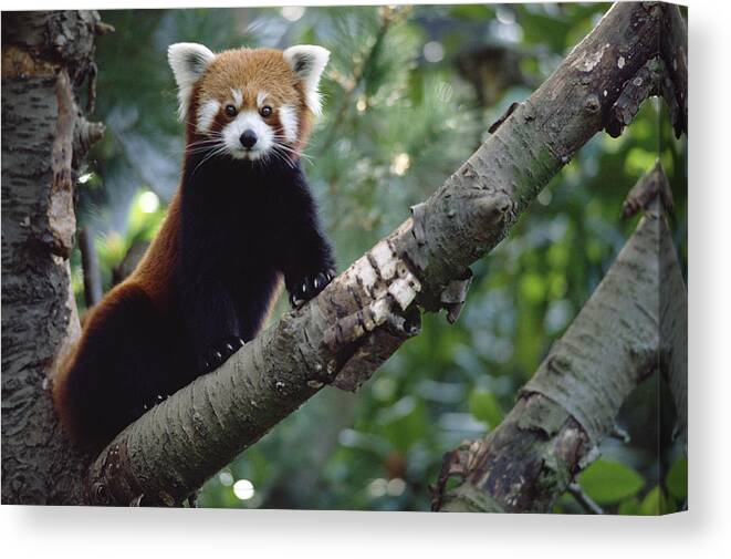 Feb0514 Canvas Print featuring the photograph Lesser Panda China by Gerry Ellis