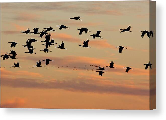 Lesser Sand Hill Cranes Canvas Print featuring the photograph Lesser Sandhill Cranes by Bob Gibbons/science Photo Library