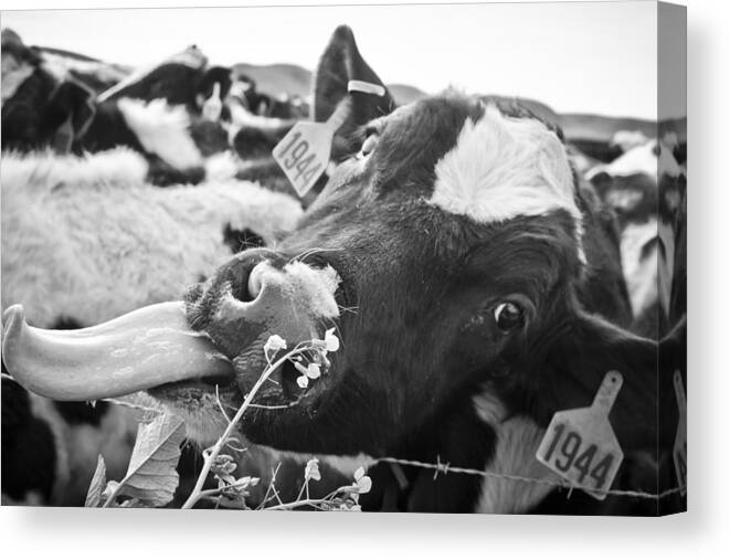 Cow Canvas Print featuring the photograph Licking The Picture Frame by Priya Ghose