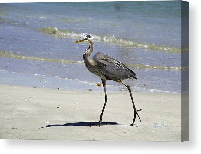 susan Molnar Canvas Print featuring the photograph Lido Beach Blue by Susan Molnar