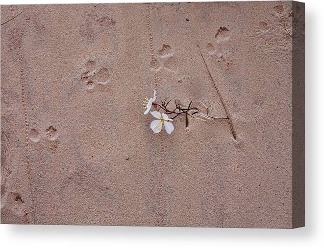 Desert Canvas Print featuring the photograph Life in the Desert by Gregory Scott