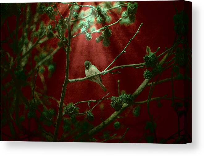 Nature Photography Canvas Print featuring the photograph Life is a Song by Bonnie Bruno
