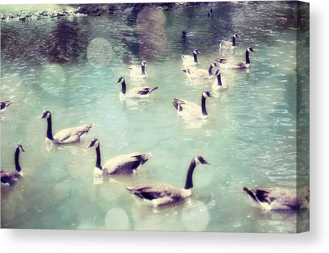 Canadian Geese Canvas Print featuring the photograph Life Is But a Dream by Amy Tyler