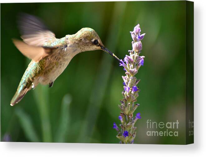 Pollination Canvas Print featuring the photograph Light Filters Behind the Hummer by Debby Pueschel