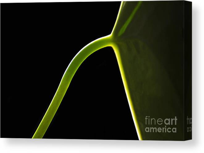 Leaf Canvas Print featuring the photograph Light Leaf Lines by Dan Holm