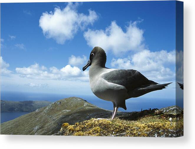 Feb0514 Canvas Print featuring the photograph Light-mantled Albatross Campbell Island by Tui De Roy