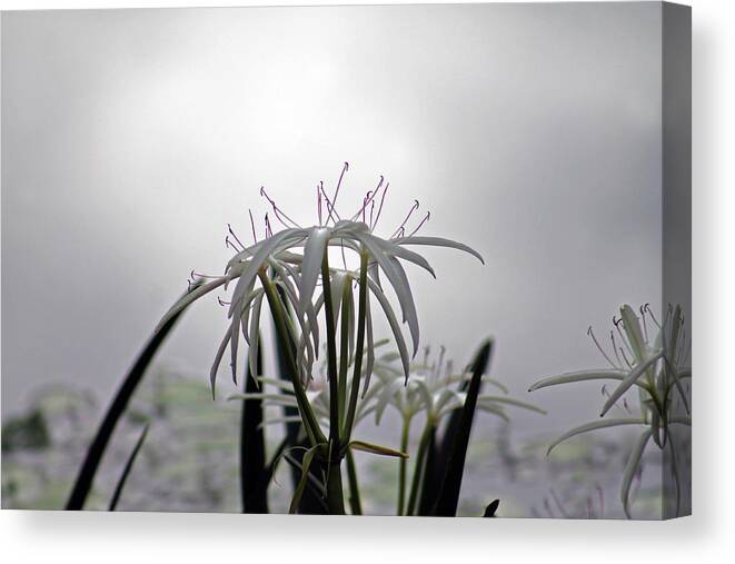 Plant Canvas Print featuring the photograph Light of darkness by Lily K