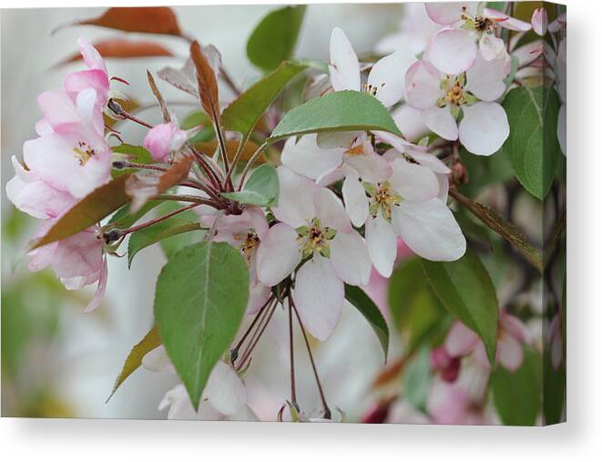 Landscape Canvas Print featuring the photograph Light Pink Crabapple by Donna L Munro