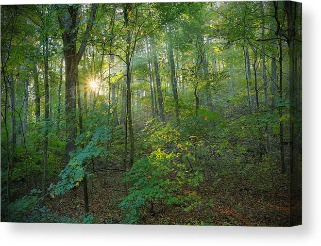 Forest Canvas Print featuring the photograph Light Up The Forest by Jaki Miller