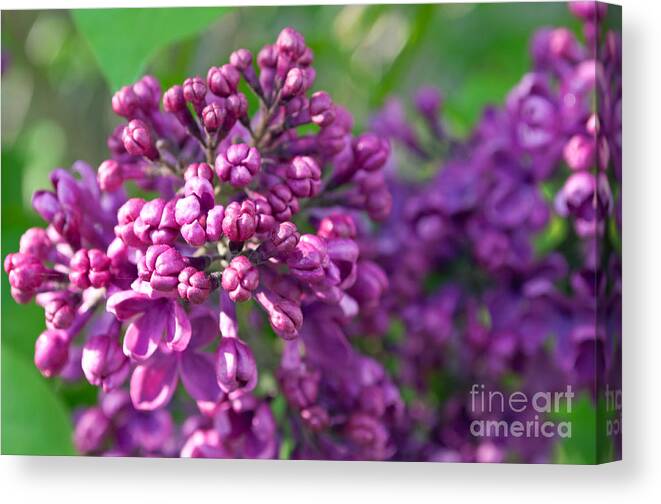 Lilac Canvas Print featuring the photograph Lilac Dizzy by Gwyn Newcombe
