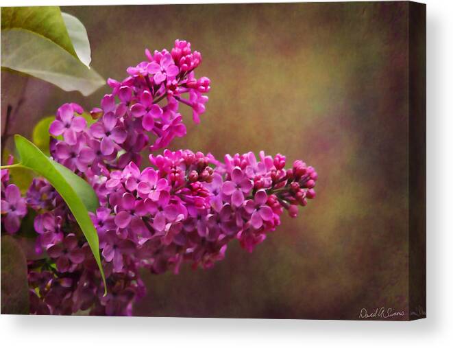 Lilacs Canvas Print featuring the photograph Lilacs by David Simons