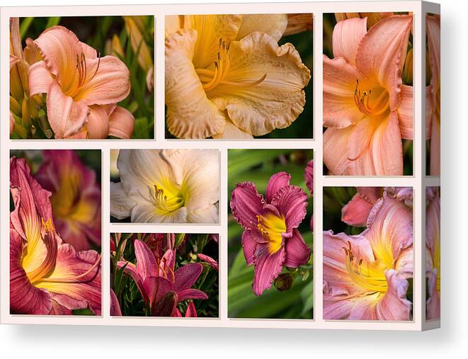 Daylilies Canvas Print featuring the photograph Lilies and Daylilies Eight Collage by Theo OConnor