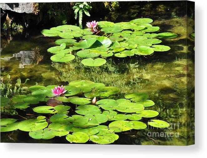 Pond Canvas Print featuring the photograph Lilly Pads by Kirt Tisdale
