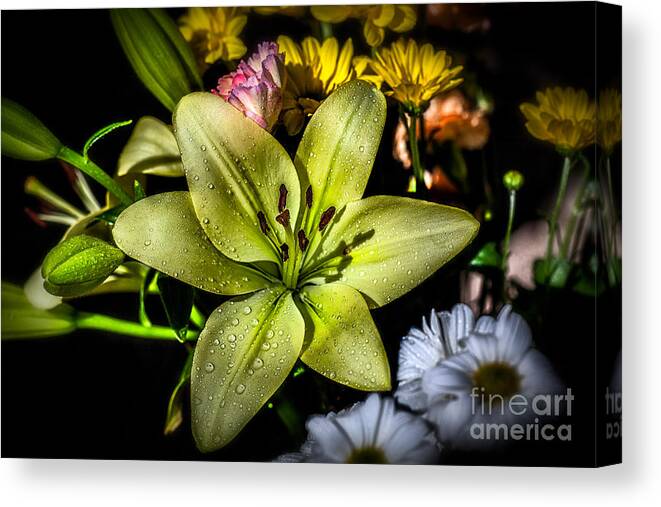 Blossom Canvas Print featuring the photograph Lily by Adrian Evans
